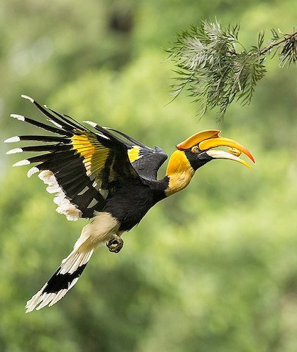 Birds, Birding Trips and Birdwatching Tours in Arunachal Pradesh - Fat  Birder