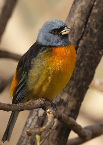 A. Three egg clutch of Chestnut-bellied Euphonia (Euphonia pectoralis)