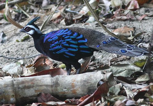 Phasianidae - Pheasants, Grouse, Partridges & Allies - Fat Birder