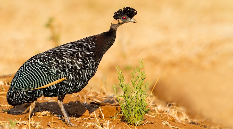 What is the Delaware State Bird