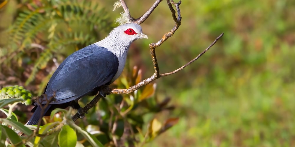 Birds Birding Trips And Birdwatching Tours In Union Of The Comoros Birds Birding Trips And Birdwatching Tours In Union Of The Comoros