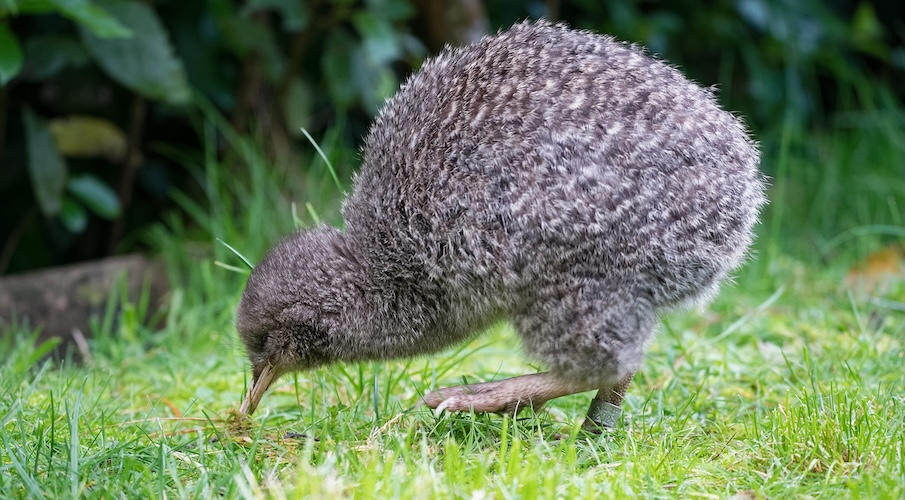 Why are Kiwi Birds Endangered 