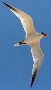 Birds, Birding Trips and Birdwatching Tours in Cabo Verde - Fat Birder