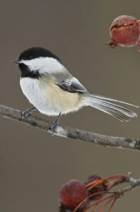 Birds, Birding Trips and Birdwatching Tours in New Brunswick - Fat Birder