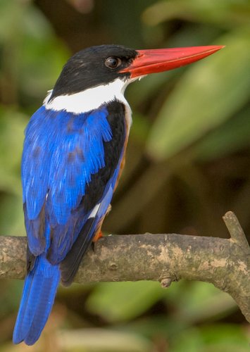 Birds, Birding Trips and Birdwatching Tours in Manipur - Fat Birder