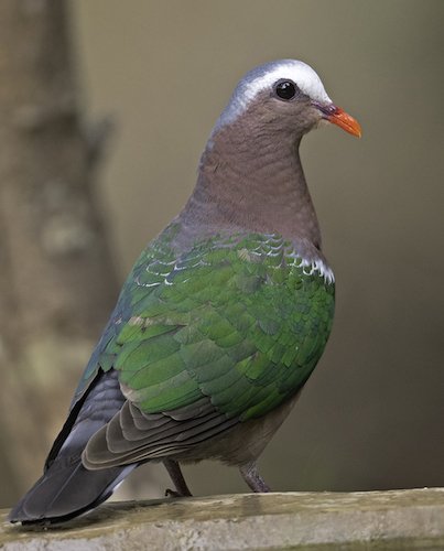 Birds, Birding Trips and Birdwatching Tours in Tamil Nadu - Fat Birder