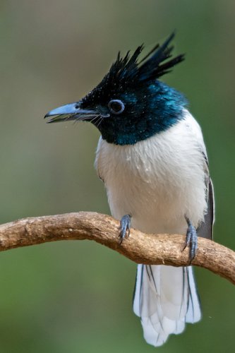 Birds, Birding Trips and Birdwatching Tours in Madhya Pradesh - Fat Birder