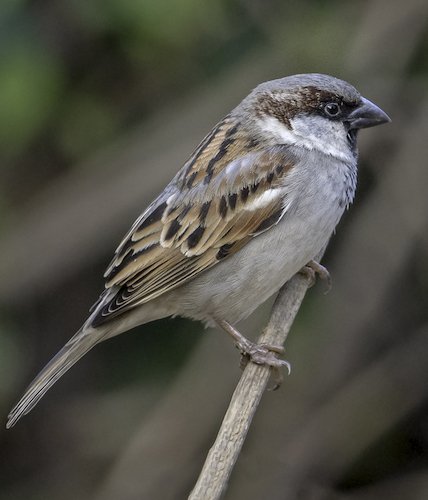 Cardiff – Lonely Birder