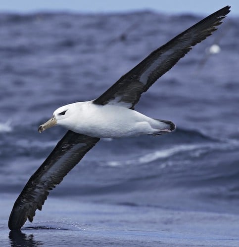 Black Browed Albatross Keyring Big Bird Seabird Wild Twitcher Cool Gift #12381 