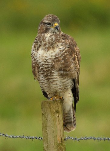 Herefordshire - Fat Birder