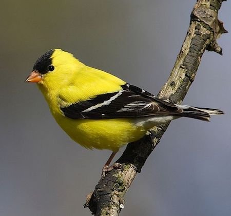Haines Park - Polk, Iowa, US - Birding Hotspots