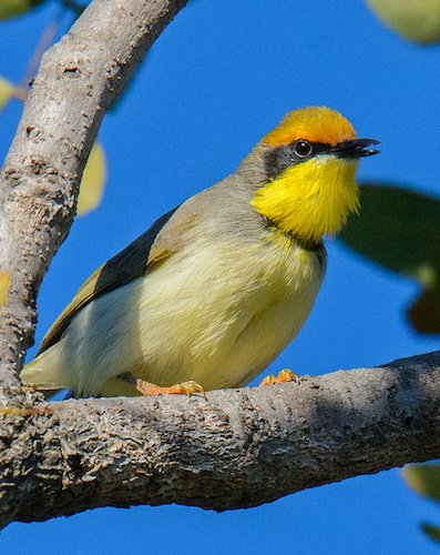 Republic Of Angola - Fat Birder