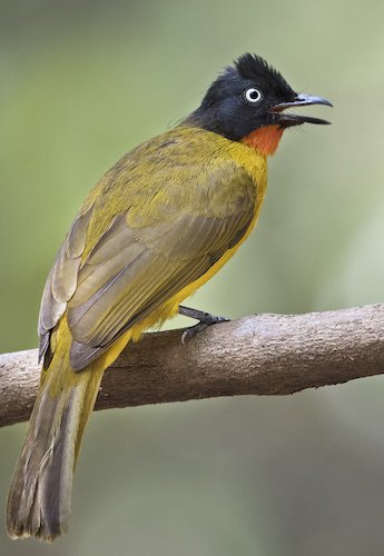 Birds, Birding Trips and Birdwatching Tours in Goa - Fat Birder