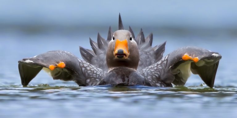 Bird Anatidae - Swans, Geese & Ducks - Fat Birder