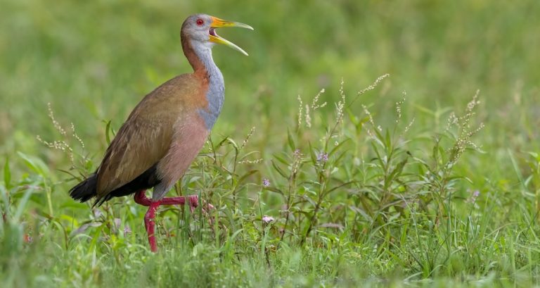 Forest Rails Bird Bird Rallidae - Rails, Crakes, Gallinules & Coots etc. - Fat Birder