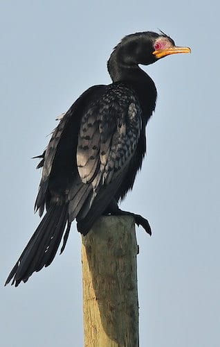 Bird Phalacrocoracidae - Cormorants & Shags - Fat Birder