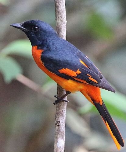 Birds, Birding Trips and Birdwatching Tours in Himachal Pradesh - Fat Birder