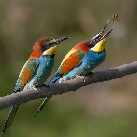 Bird Meropidae - Bee-eaters - Fat Birder