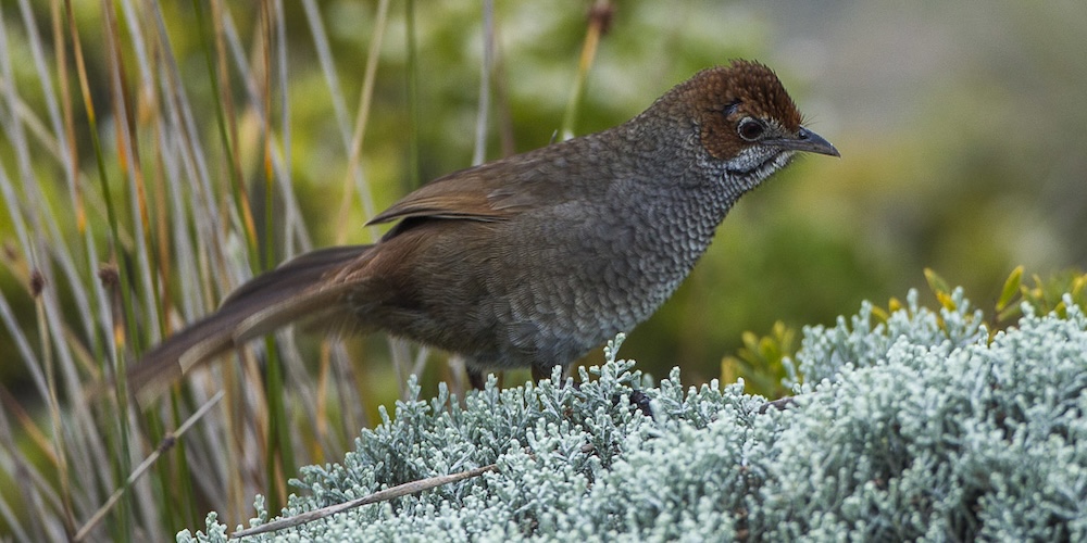Lelby tasmali anal va suniy sperma