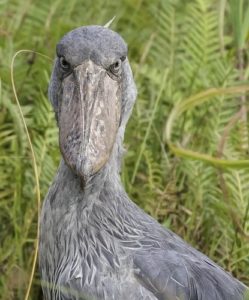 Bird Balaenicipitidae - Shoebill - Fat Birder