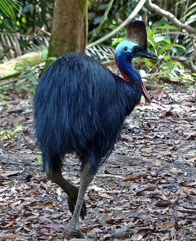 bird watching brisbane