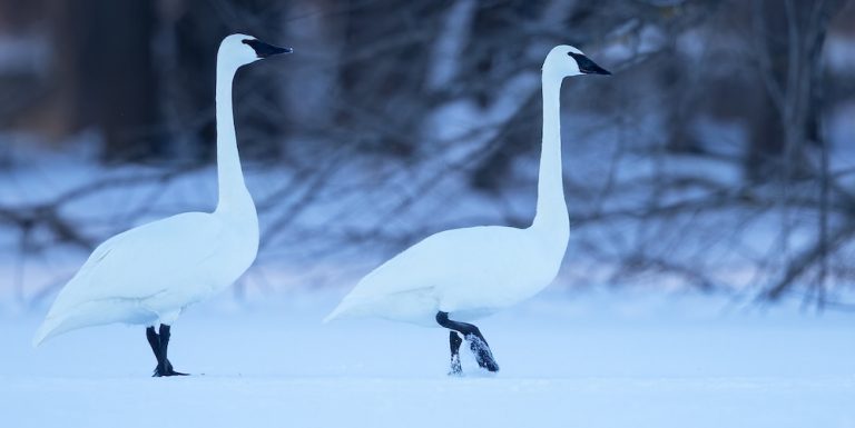 Bird Anatidae - Swans, Geese & Ducks - Fat Birder