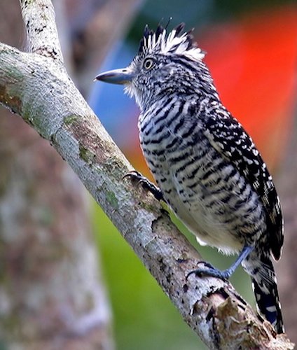 Birds of Humaitá Forest Reserve, Acre, Brazil: an important forest fragment  in south-west ia