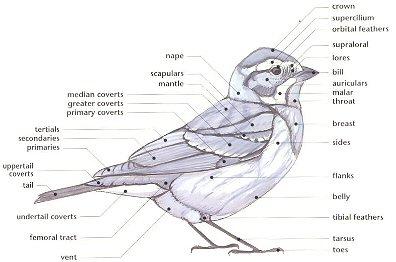 Bird Identification Chart