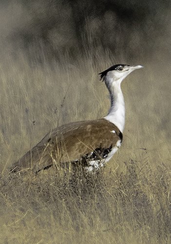 Birds, Birding Trips and Birdwatching Tours in Rajasthan - Fat Birder