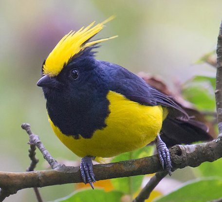 Bird Paridae - Tits & Chickadees - Fat Birder