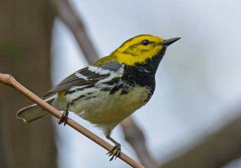 Birding, Birdwatching & Bird Articles The Quest for 300 Ohio Birds 2019 ...