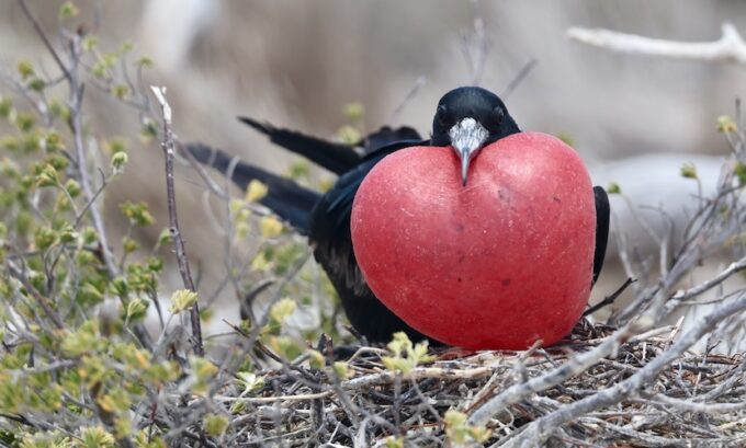 Birdwatching, Birding & Bird Travel, Birdfood & Binoculars Homepage ...